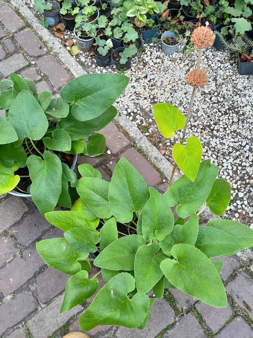 Grote brandkruid / etageplanten