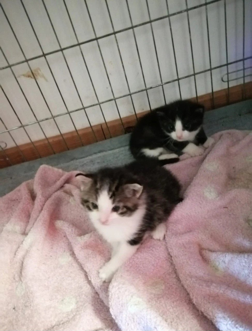 Kittens