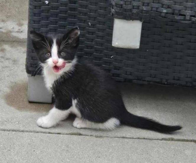 Kittens kitten poes poesjes kat katjes kater