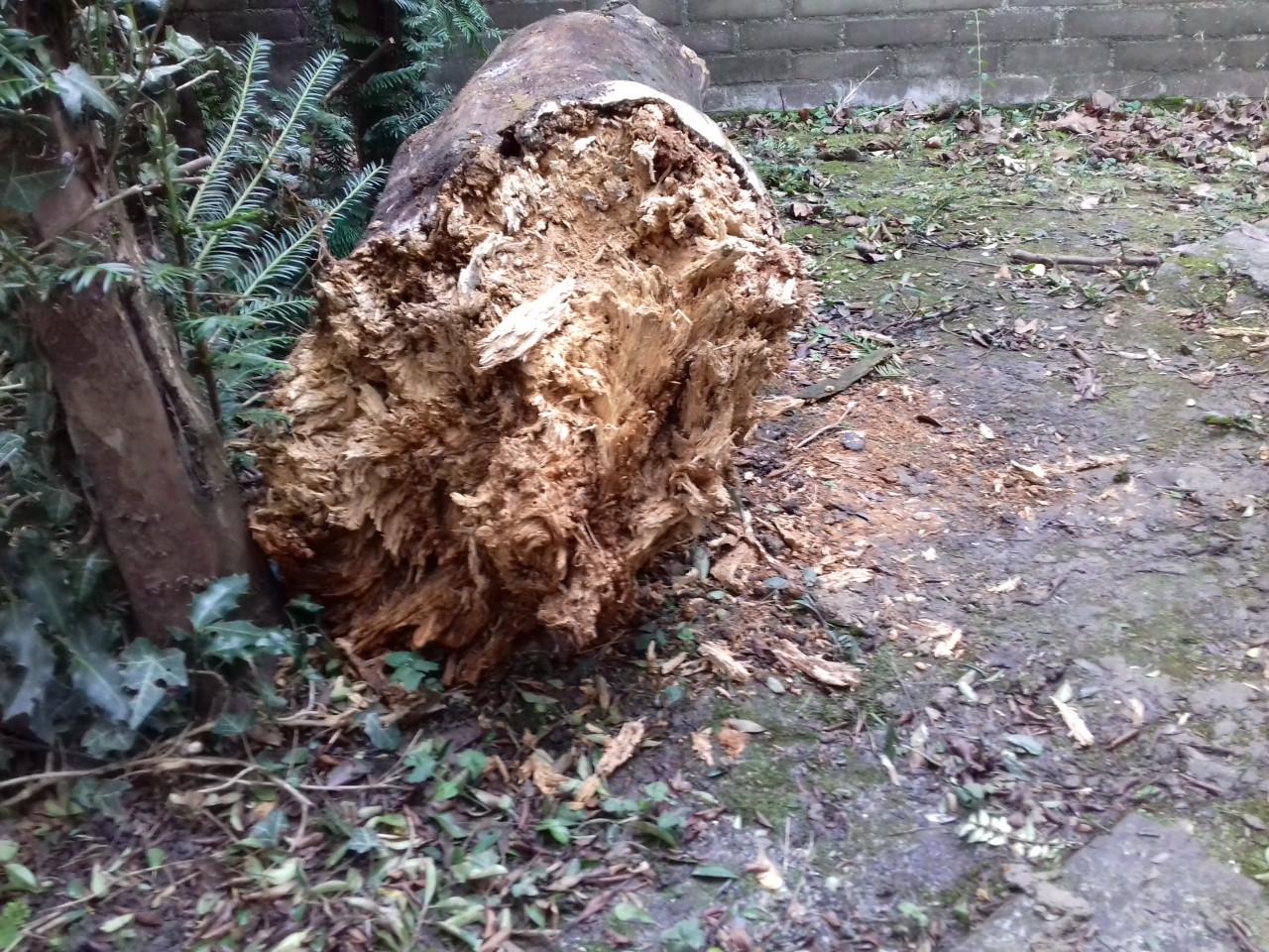 Boomstam 33 x 175 cm