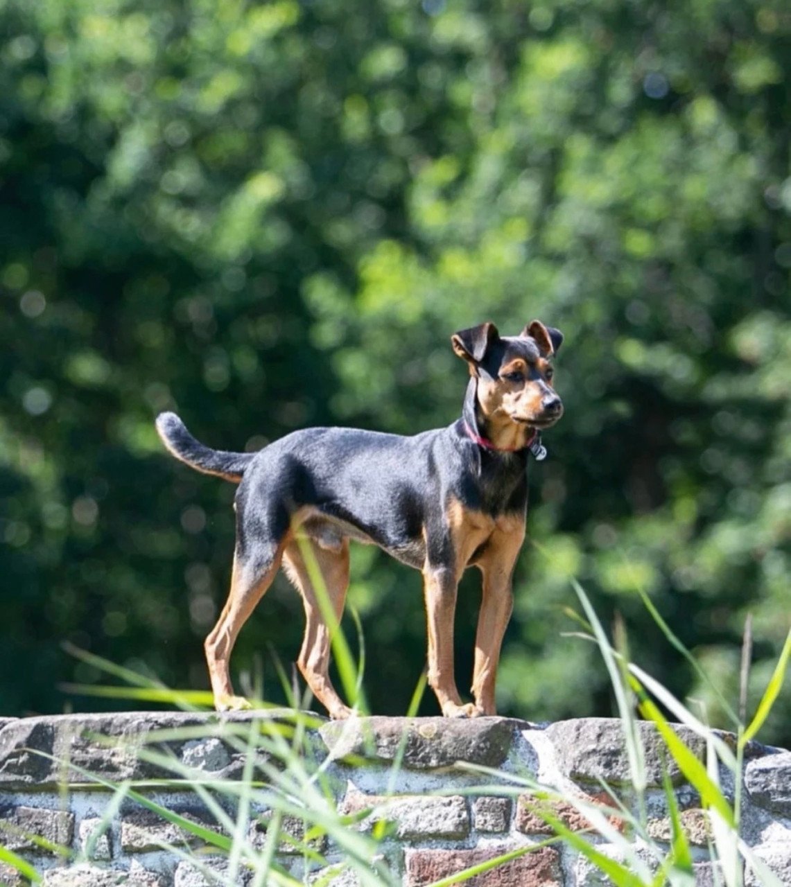 Prachtige boerenfox pups