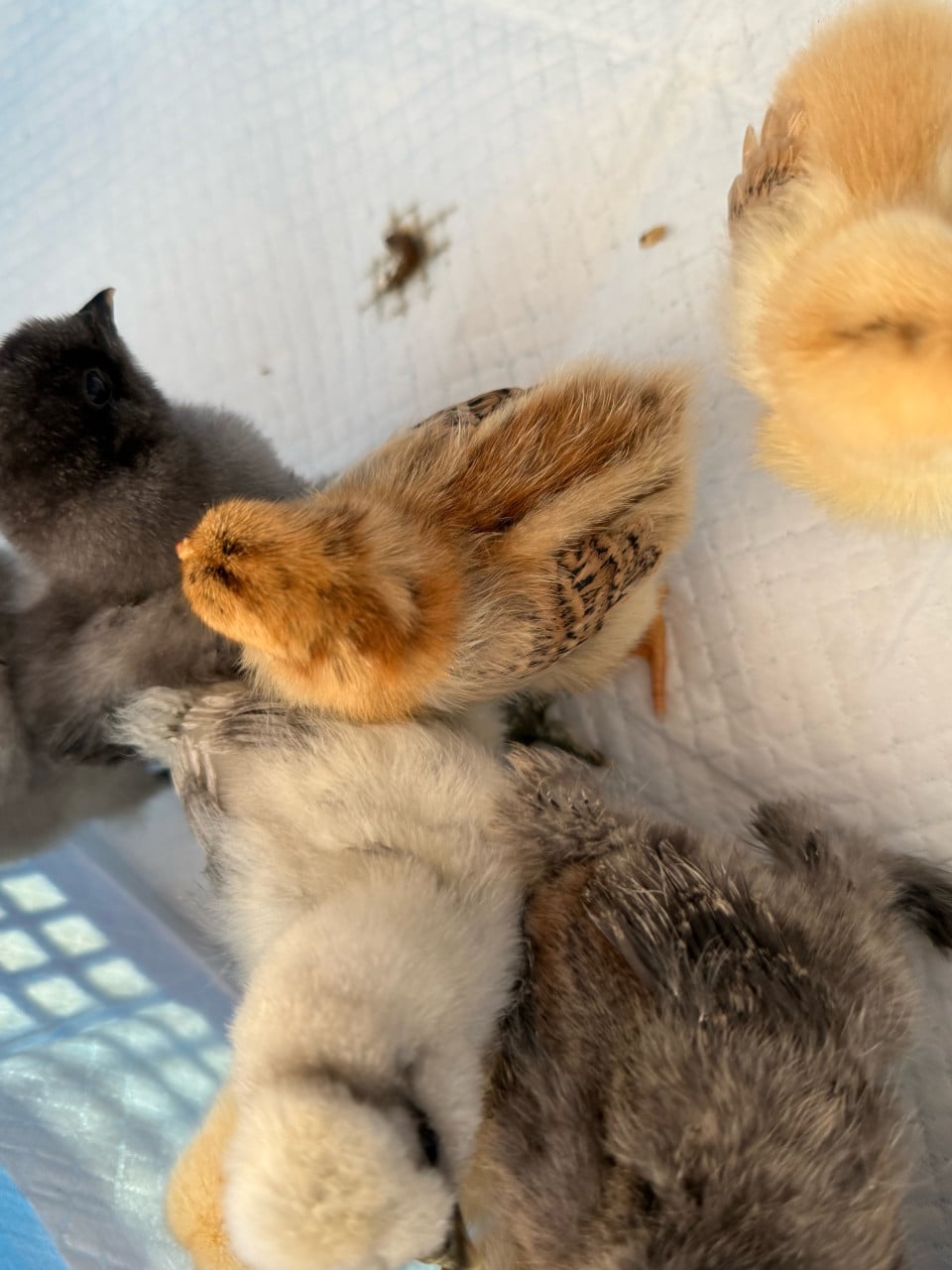 Kuikentjes zijdehoen