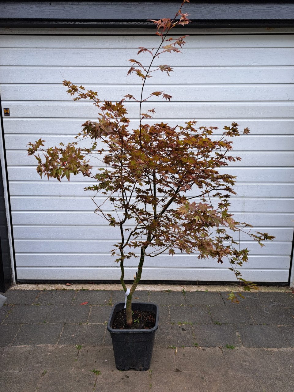 Japanse esdoorn Deshojo Nishiki 'acer palmatum'