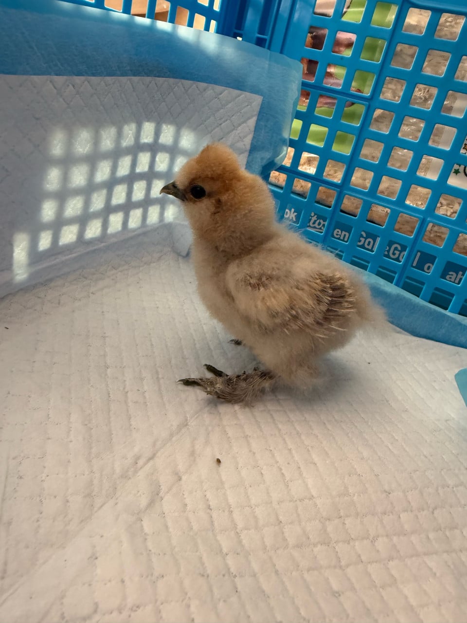 Kuikentjes zijdehoen