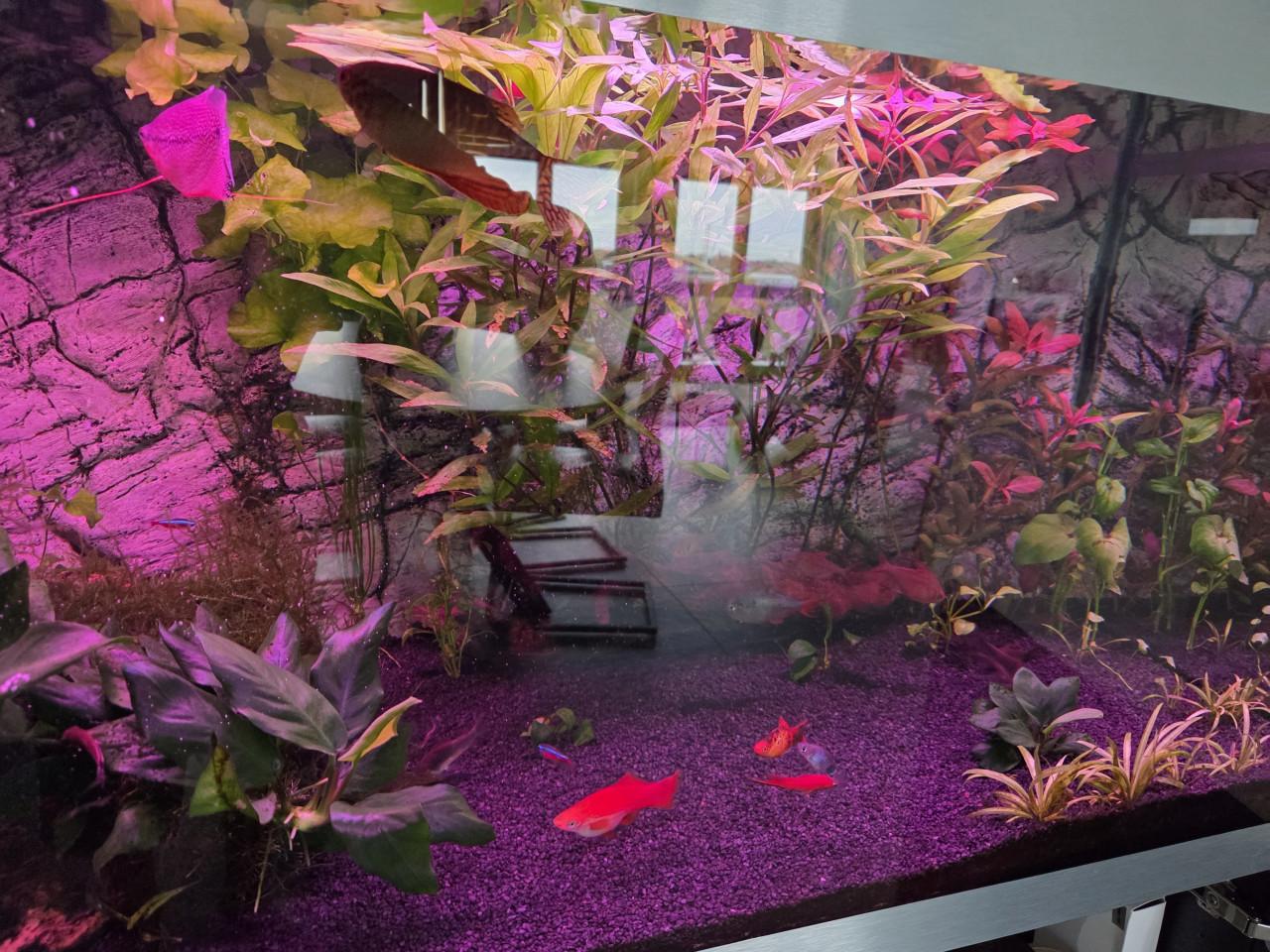 Vissen plus planten voor zoet water Aquarium