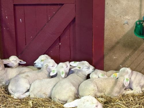 Schapenvachten te koop wit verse scheer