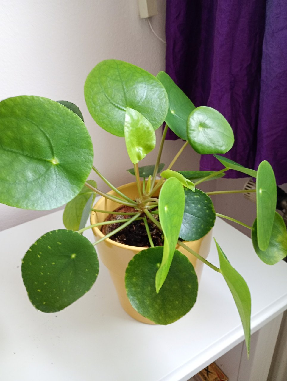 Te koop Pannenkoekplant Bio