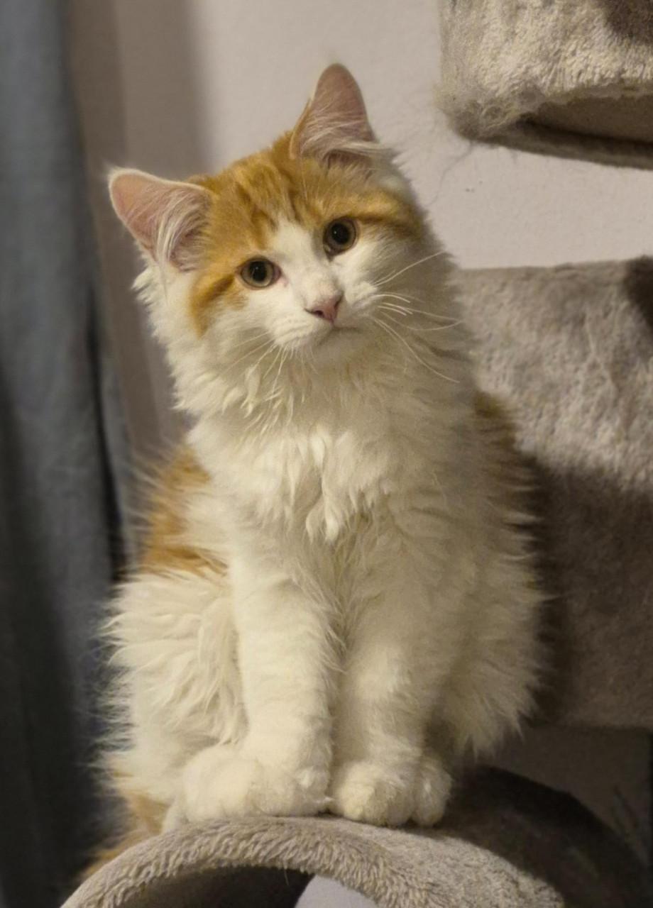 Prachtig maine coon katertje met stamboom