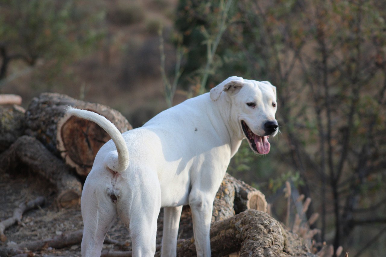 Alora Dog Rescue: Lieve Jess zoekt een baasje