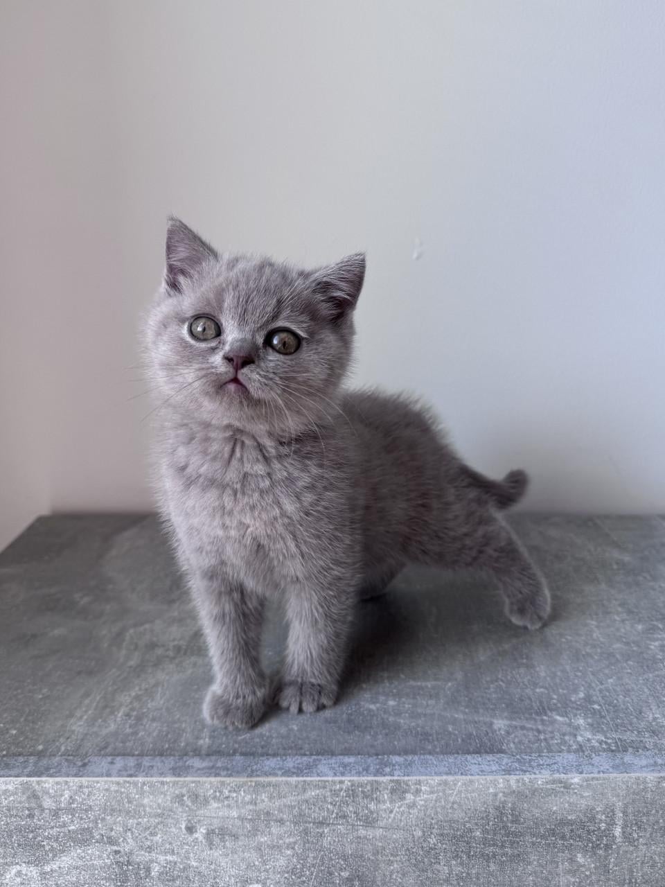 Te koop lieve Britse korthaar katertje