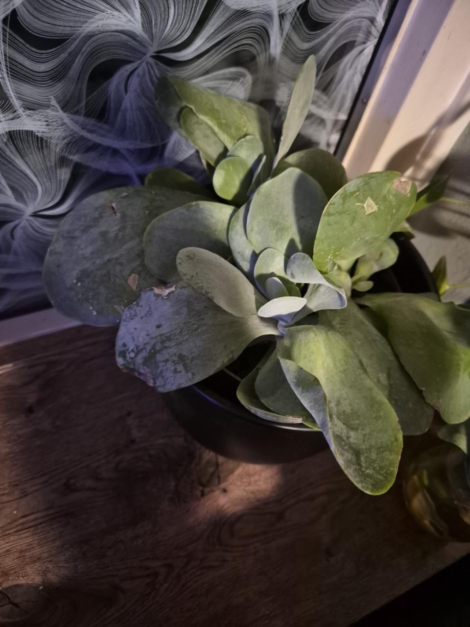 Plantjes