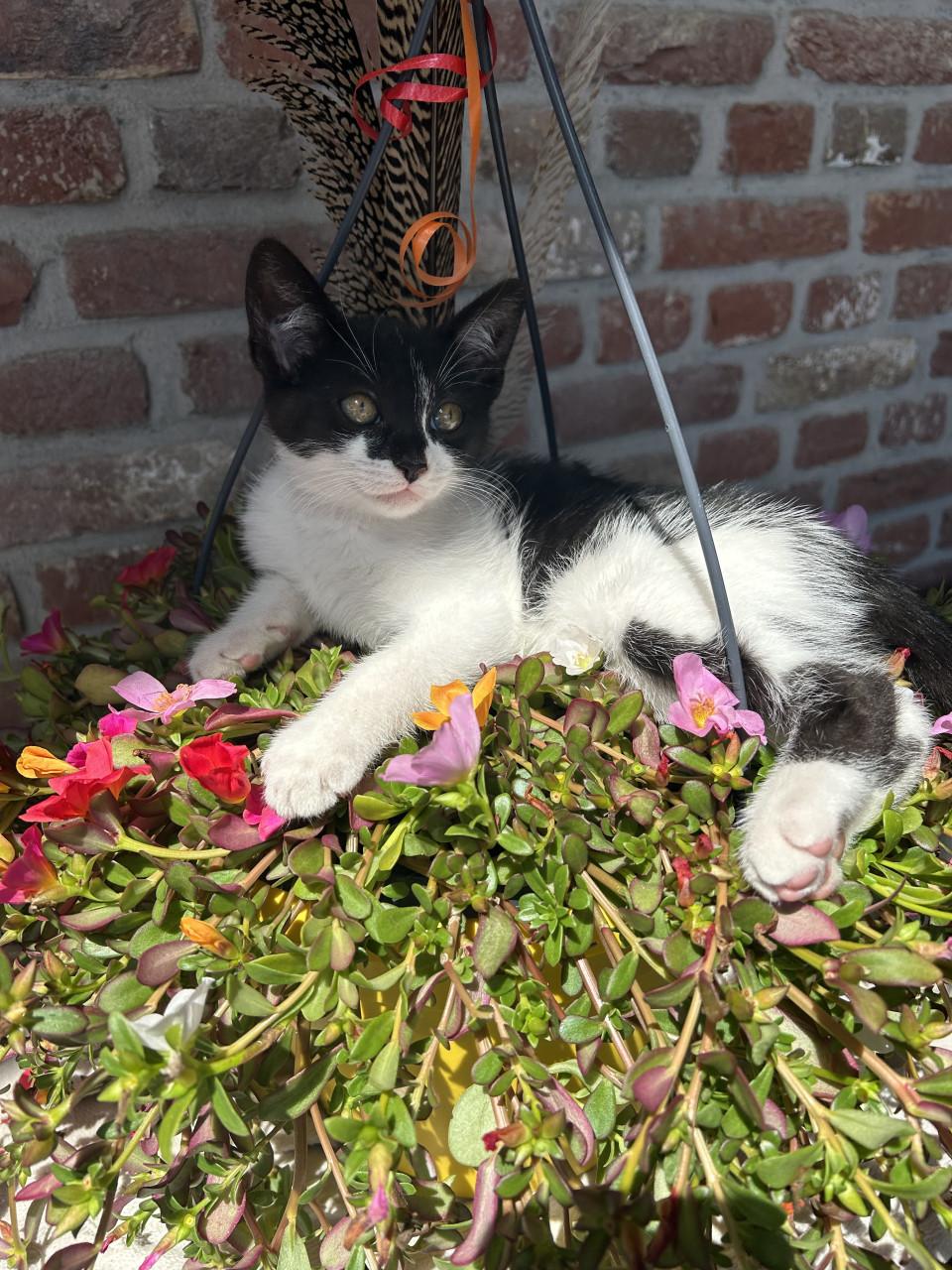 Prachtig kitten 🐈‍⬛😻
