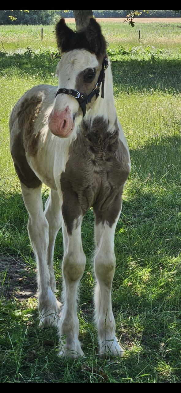 Super relaxed tinker irish cob hengst veulen