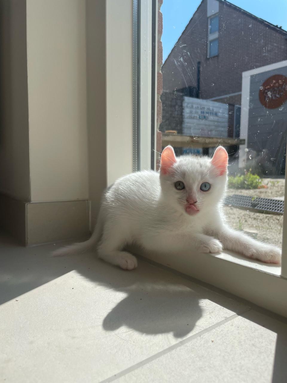 Kittens
