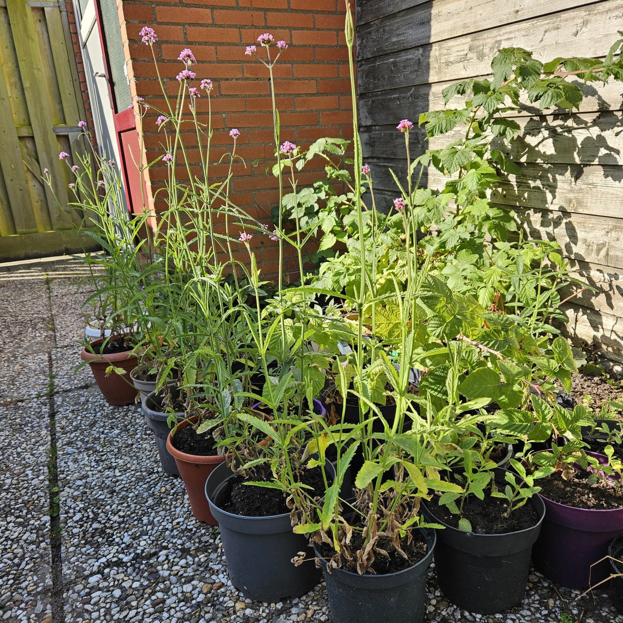 Verbena