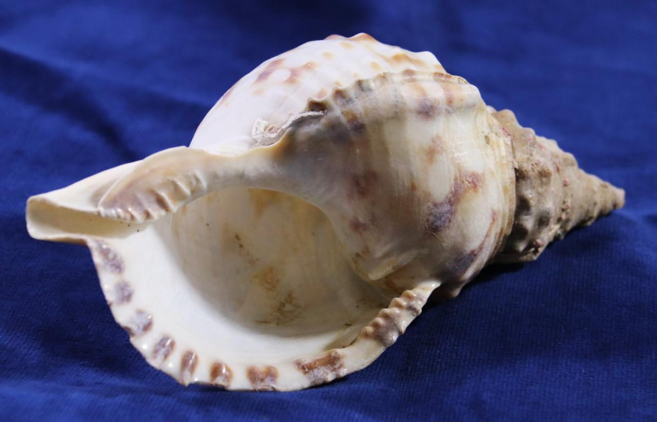 Grote Schelp ( 17,5 cm )Charonia Lampas