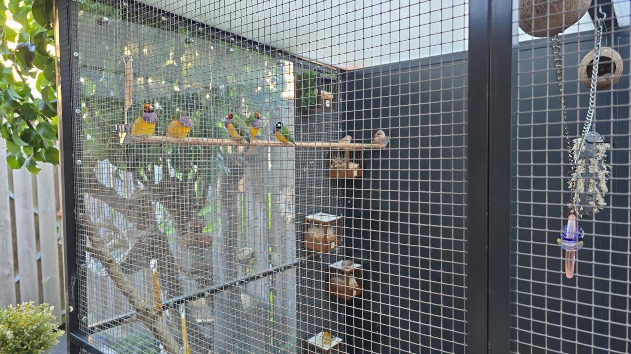 Te koop tropische vogels