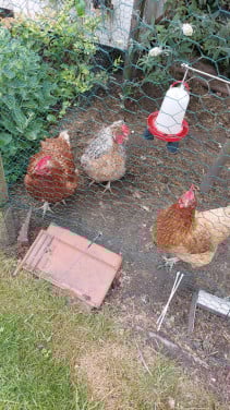 3 goede legkippen van 3 jaar oud GRATIS!