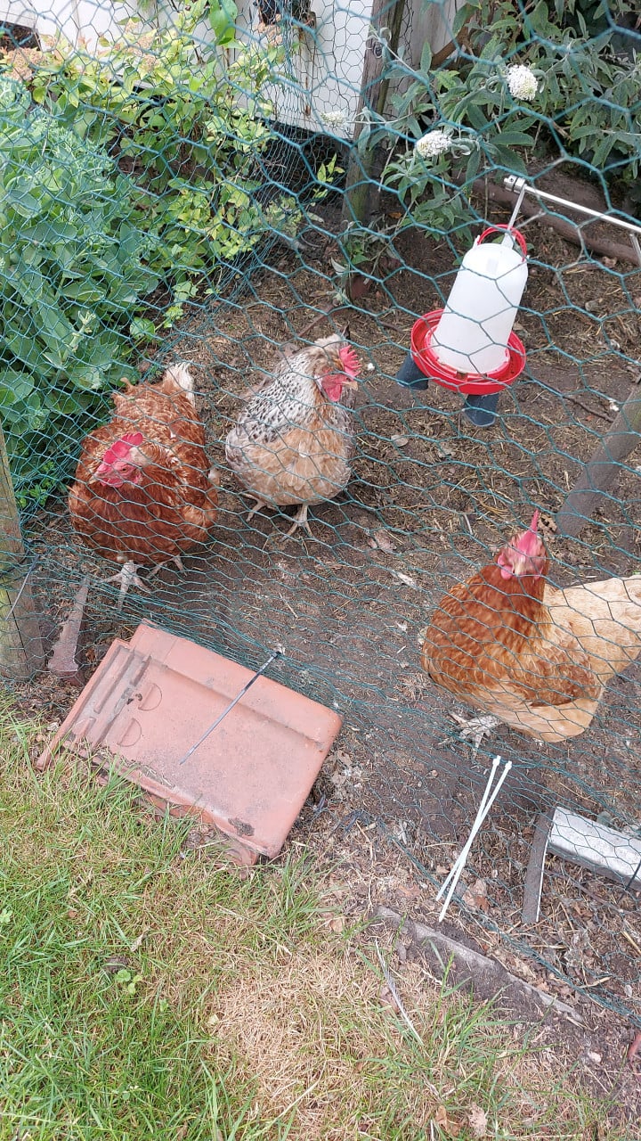3 goede legkippen van 3 jaar oud GRATIS!