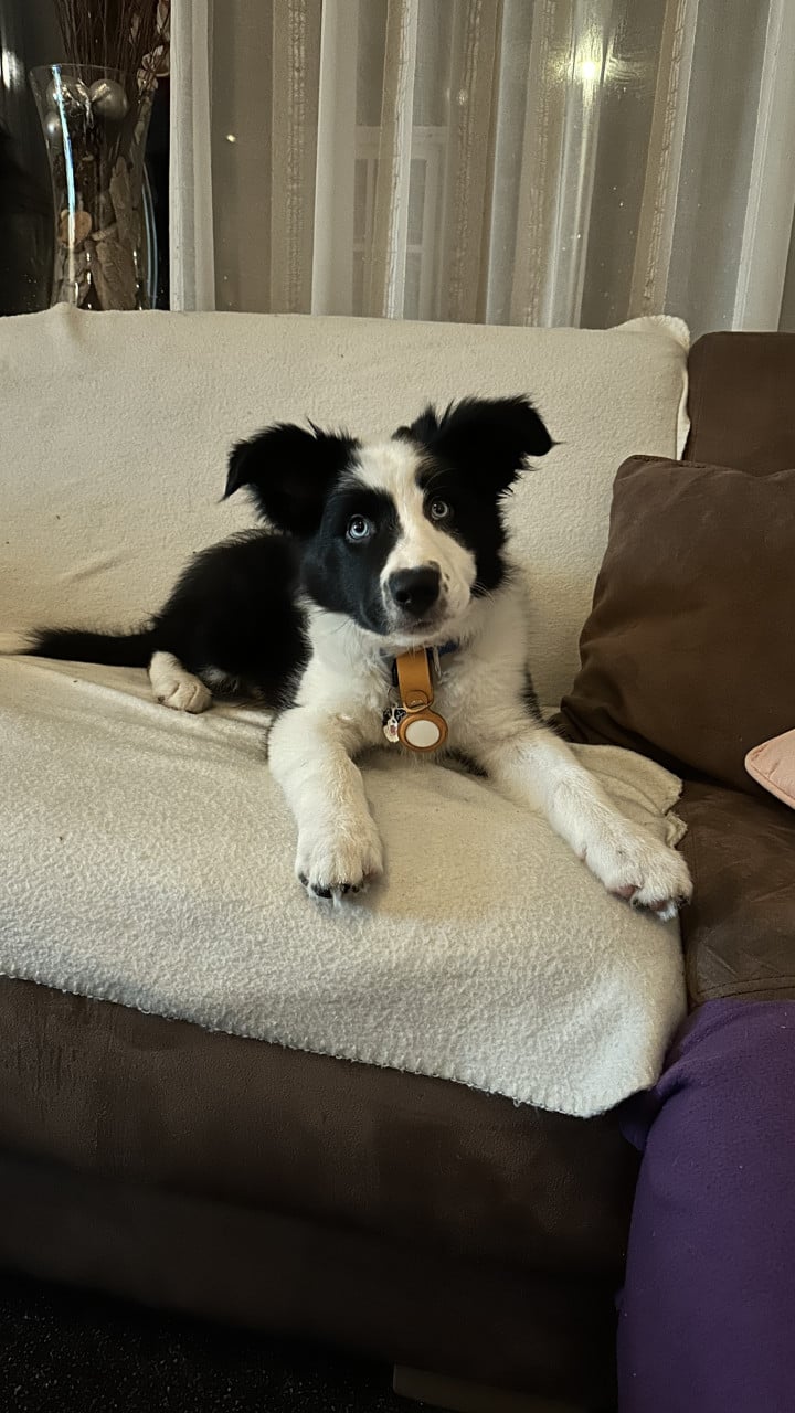 Border-Collie Dekreu beschikbaar.