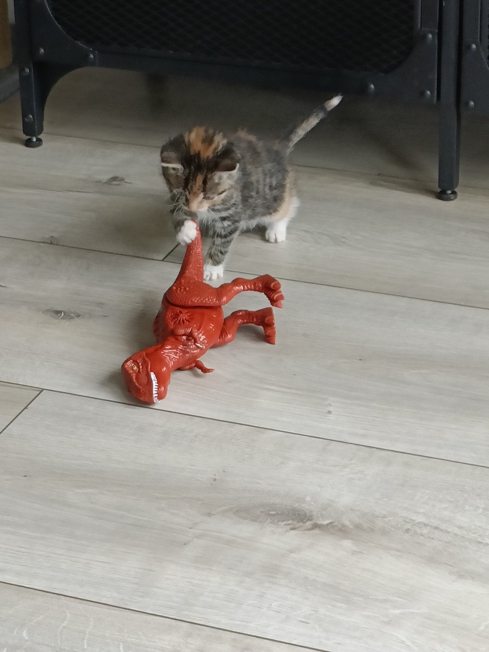 Nog twee sociale Kitten poesjes