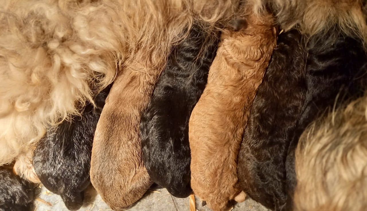 Schattige labradoodle pups op zoek naar een huis