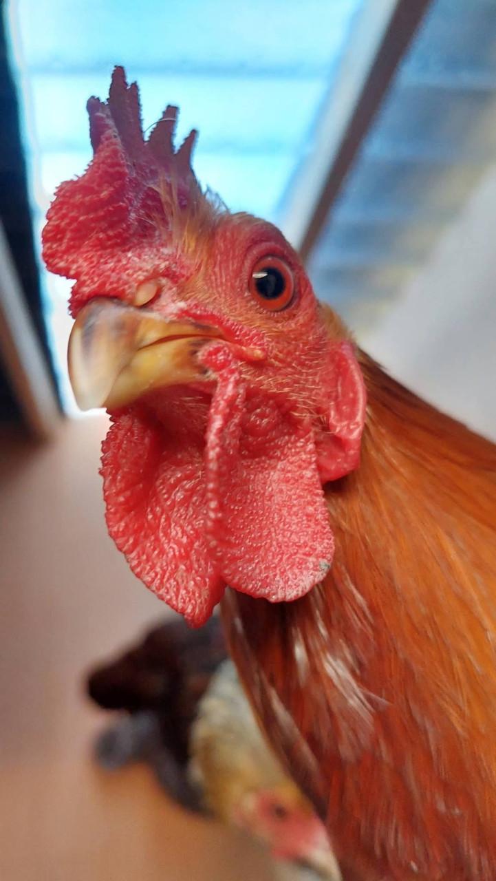 1 hen en 4 hanen zoeken een huisje!