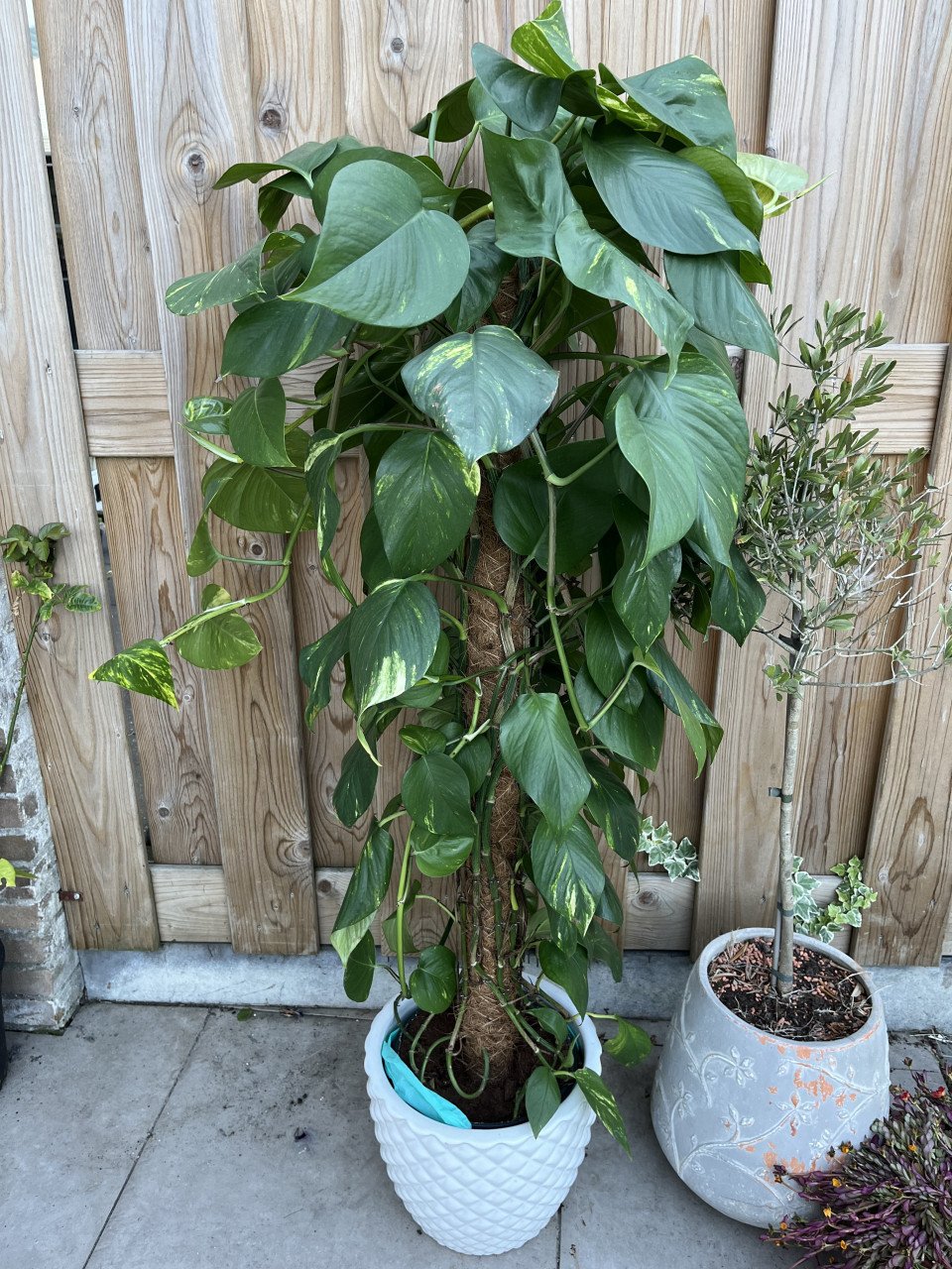 Kamerplant