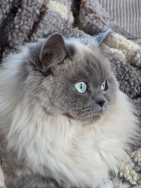 Brits korthaar kittens