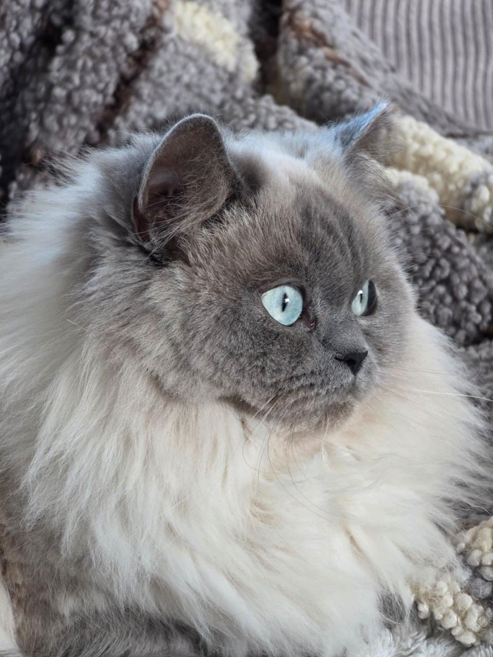 Brits korthaar kittens