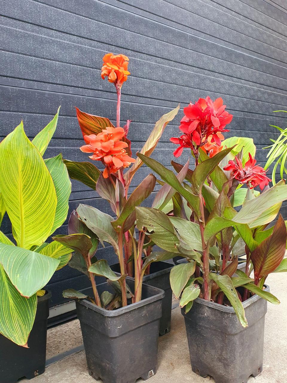 Canna's & Hortensia's