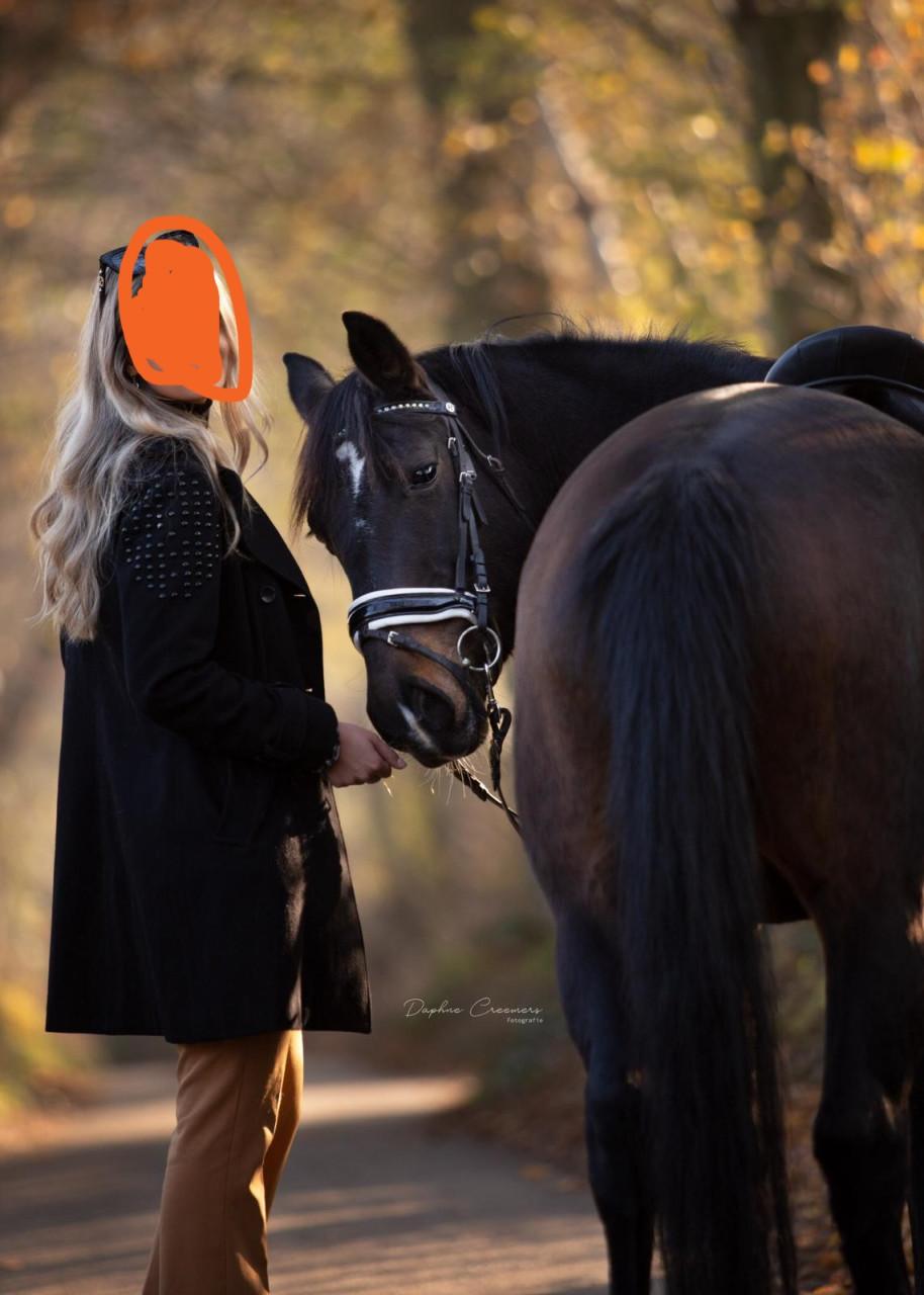 Donkerbruine merrie