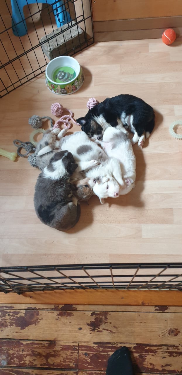 Border Collie
