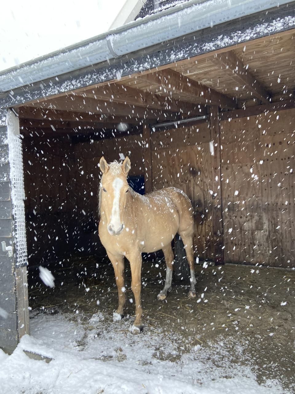 6-jarige PRE Palomino merrie