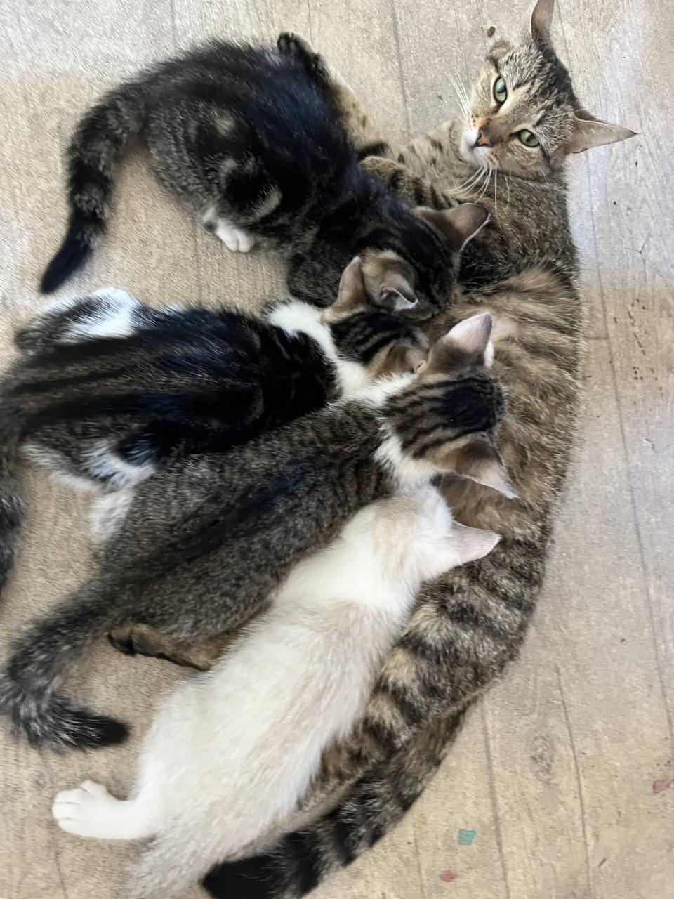 Kittens