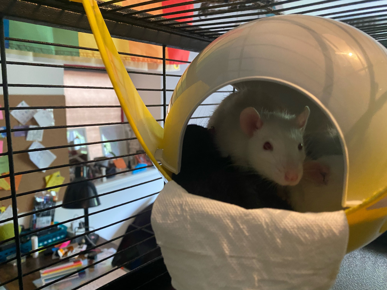 Baby ratjes, rittens