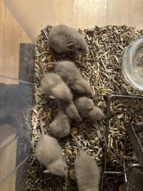 Siamese jongen ratjes te koop