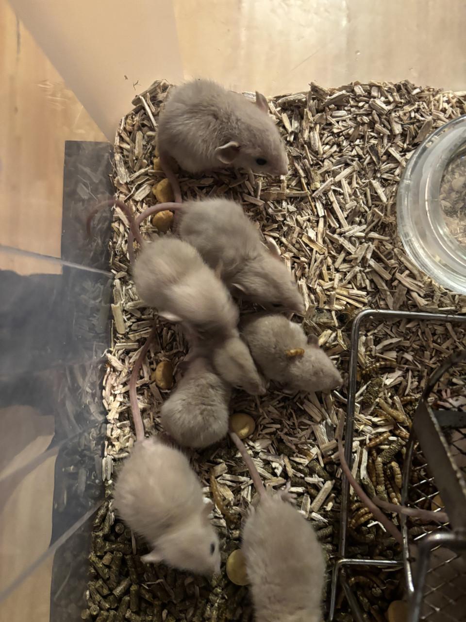 Siamese jongen ratjes te koop