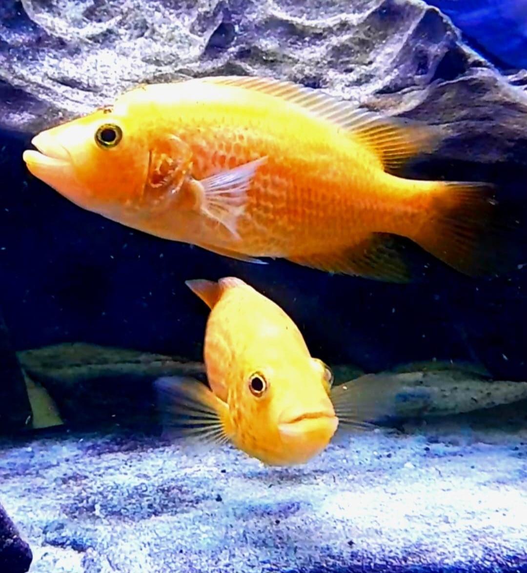 Aquariumvissen unieke Red Dovii