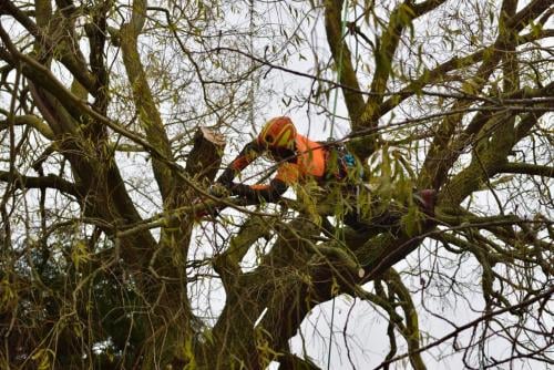Uw boom laten snoeien of verwijderen door een gecertificeerd boomverzorger?