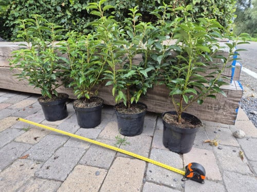 Portugese laurier potgekweekte haagplanten ca. 50 cm