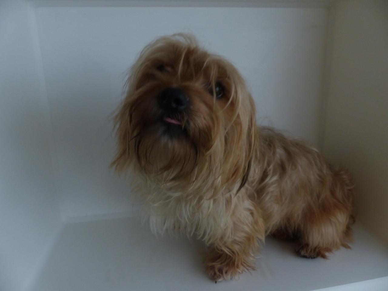Reutje 1 jaar oud Yorkshire Terrier mix super gezond en leuk