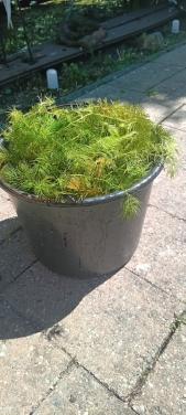 Zuurstofplanten (Hoornblad)