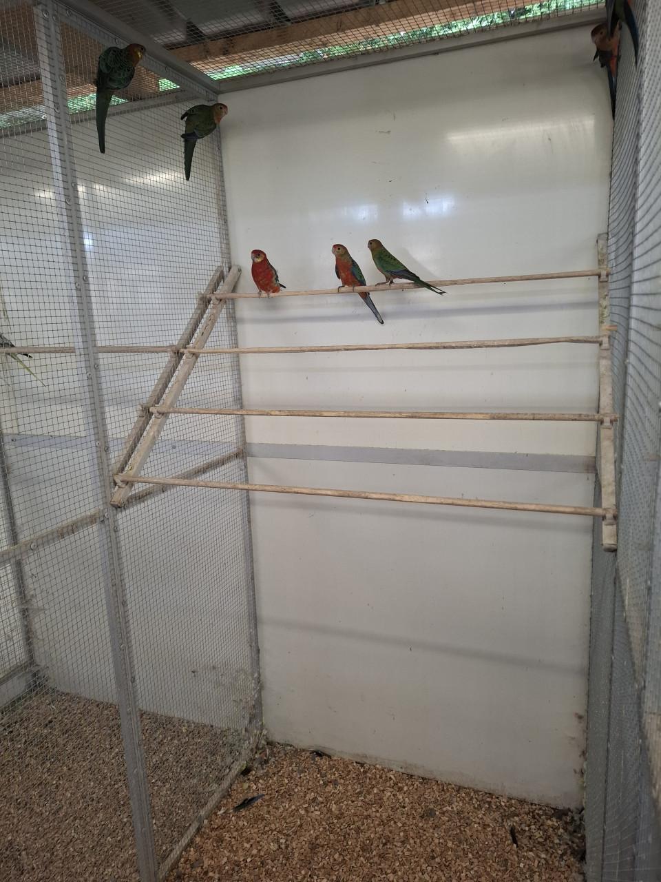 Stanley rosella's
