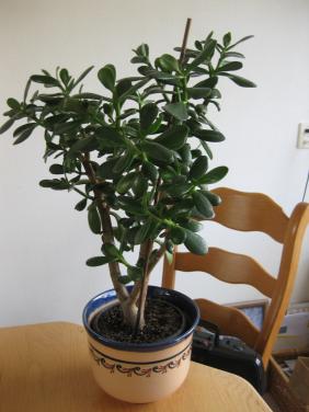 Mooie plant met sierpot