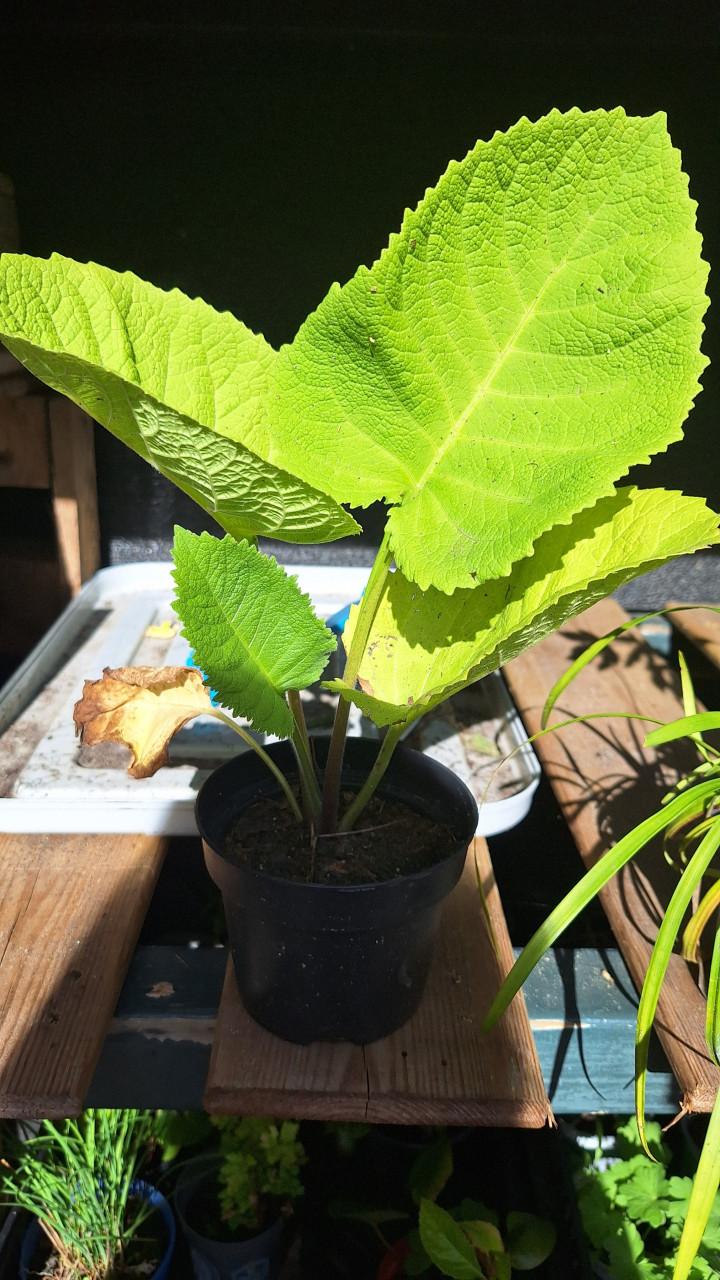 Inula