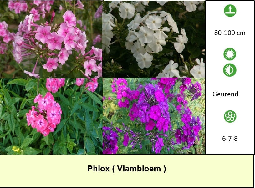 Bijen,- vlinderplanten en siergrassen in ons kraampje voor: € 1,25 p/st.