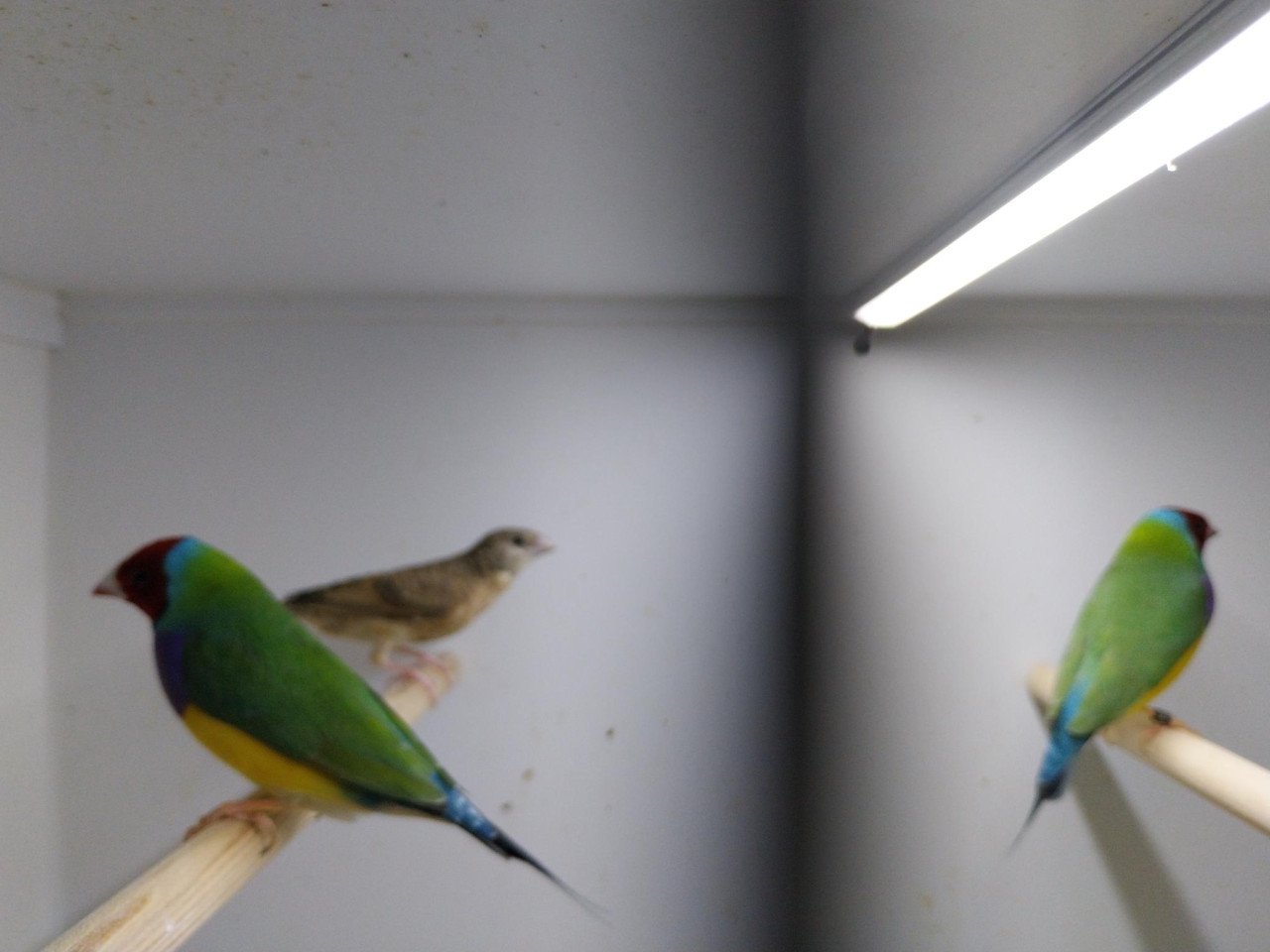 Gouldamadiene en bandvink te koop