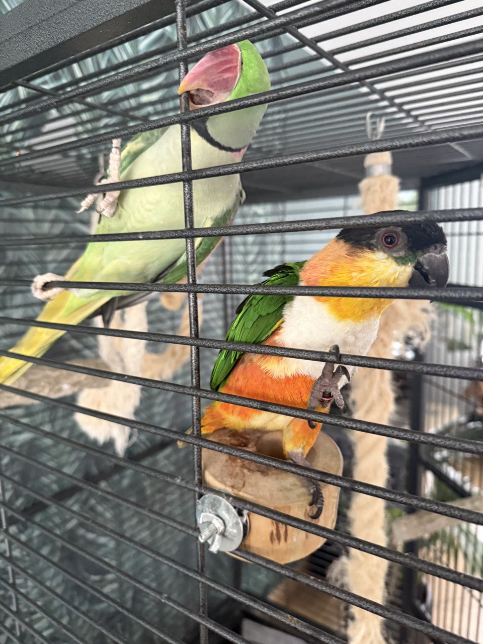 Caique en Alexanderparkiet