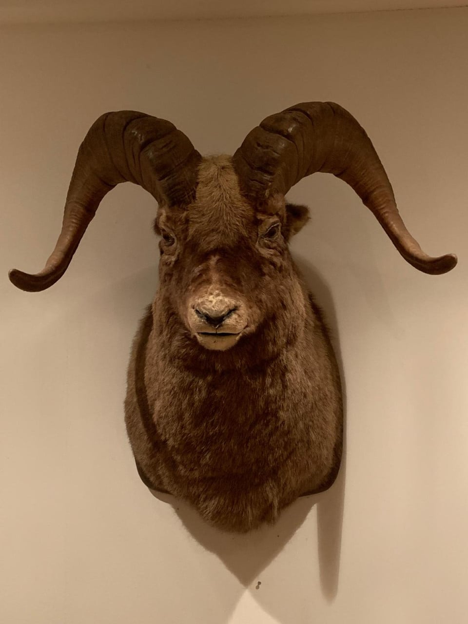 Te koop;opgezette zeldzaam siberisch sneeuwschaap taxidermie